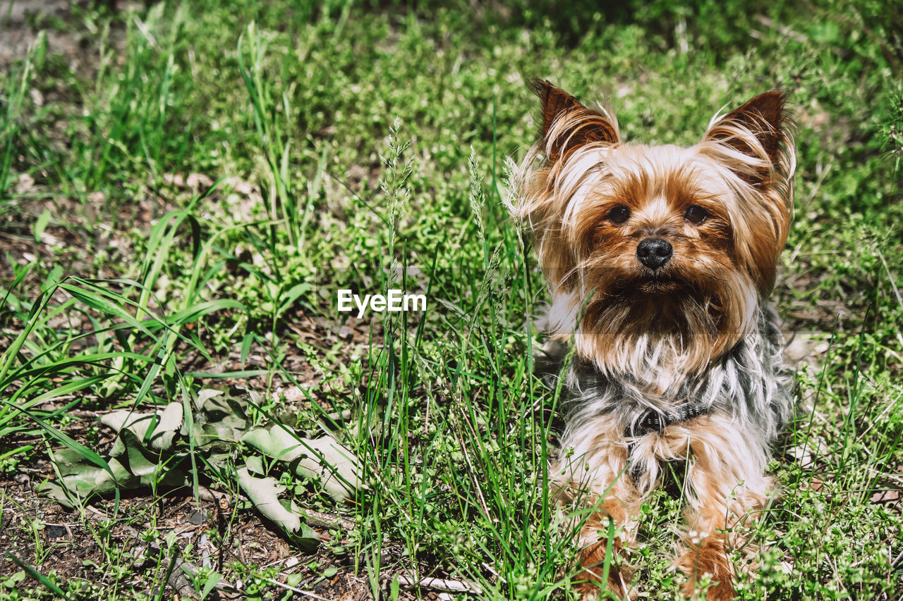 PORTRAIT OF DOG STANDING ON FIELD