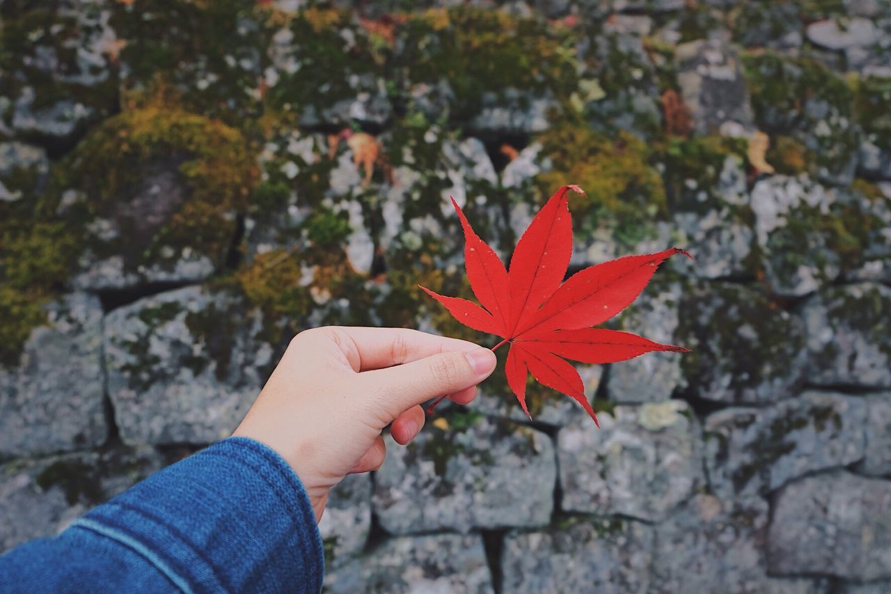 Close-up of hand holding maple leaf during autumn