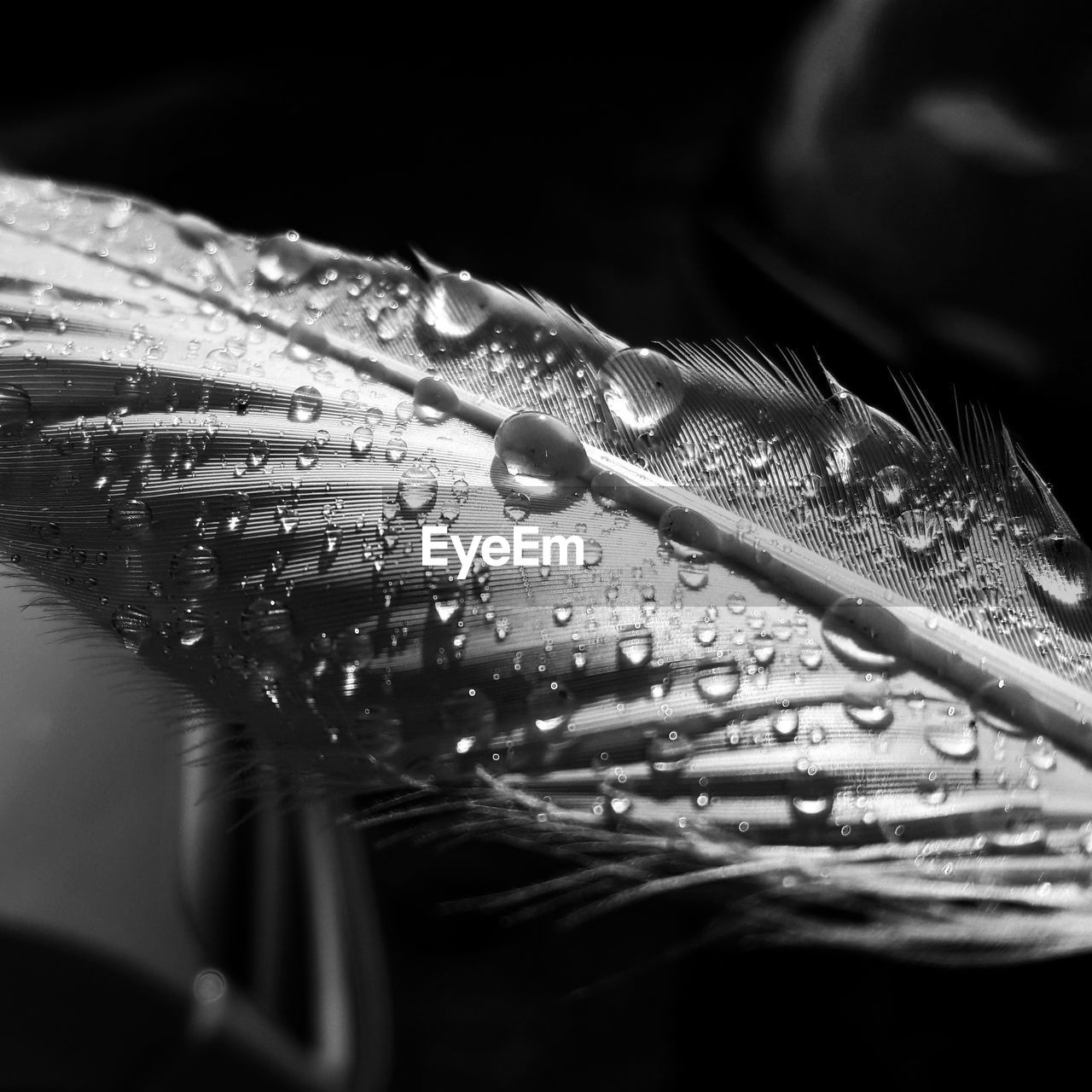 CLOSE-UP OF RAINDROPS ON LEAF