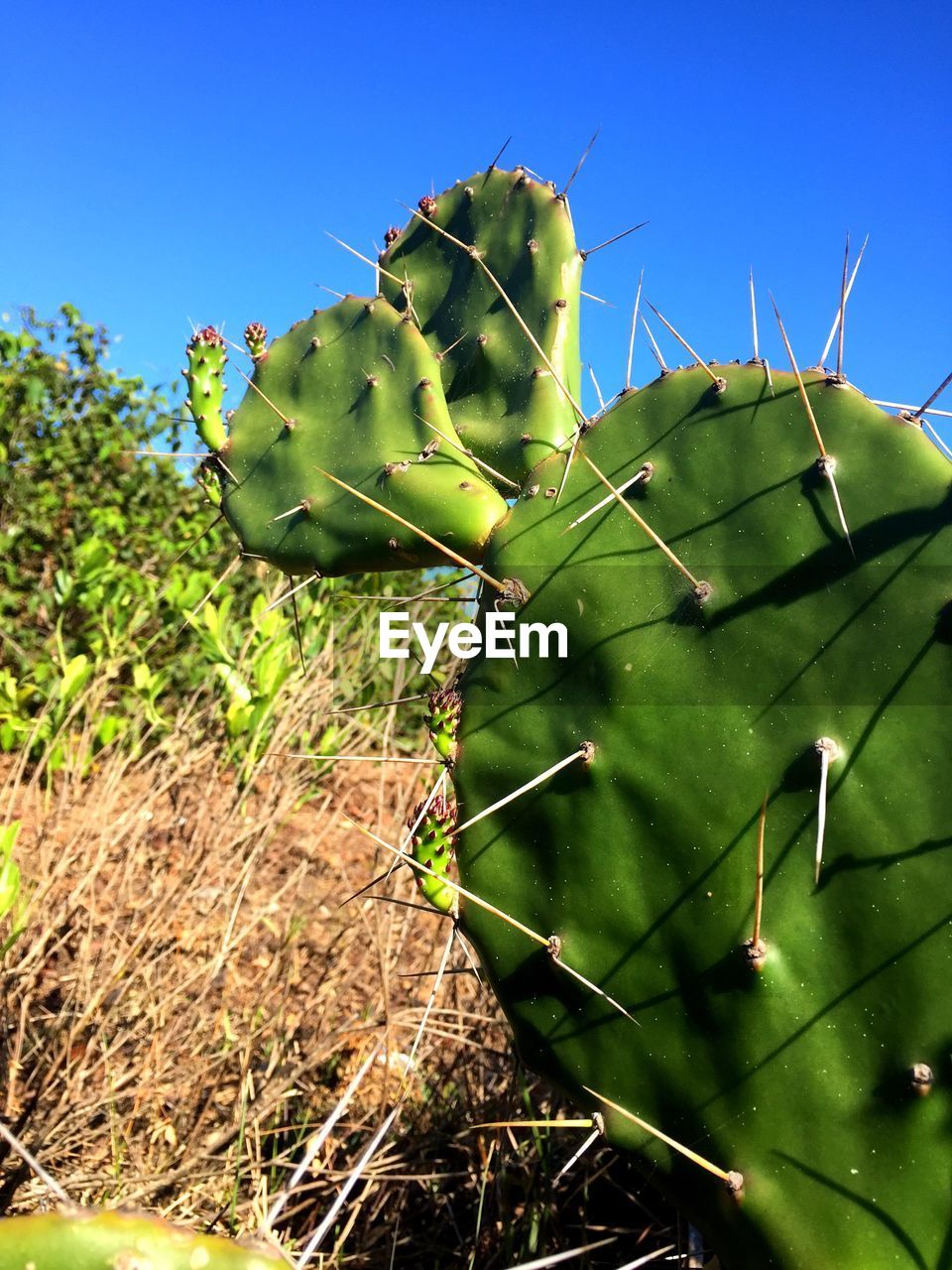 CLOSE-UP OF CACTUS PLANT