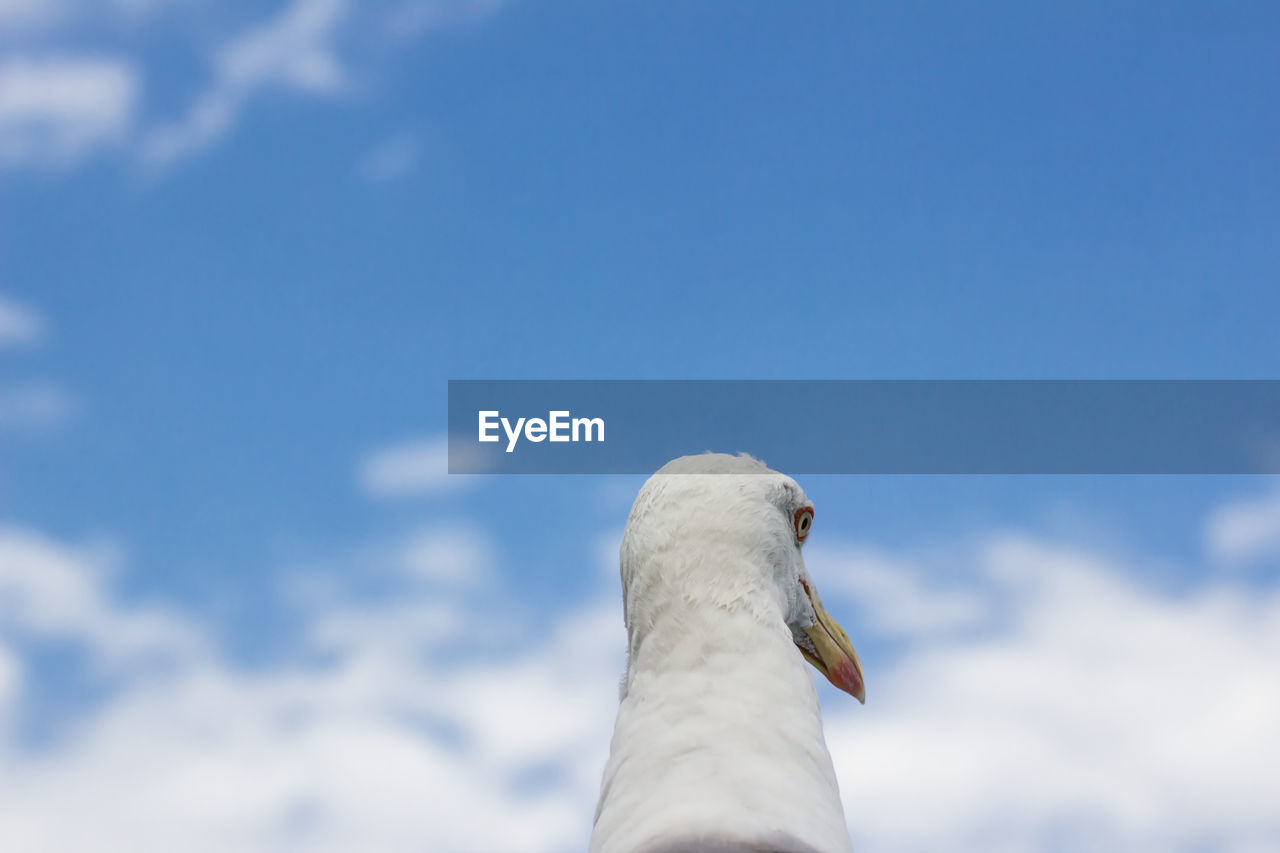 Low angle view of seagull against sky