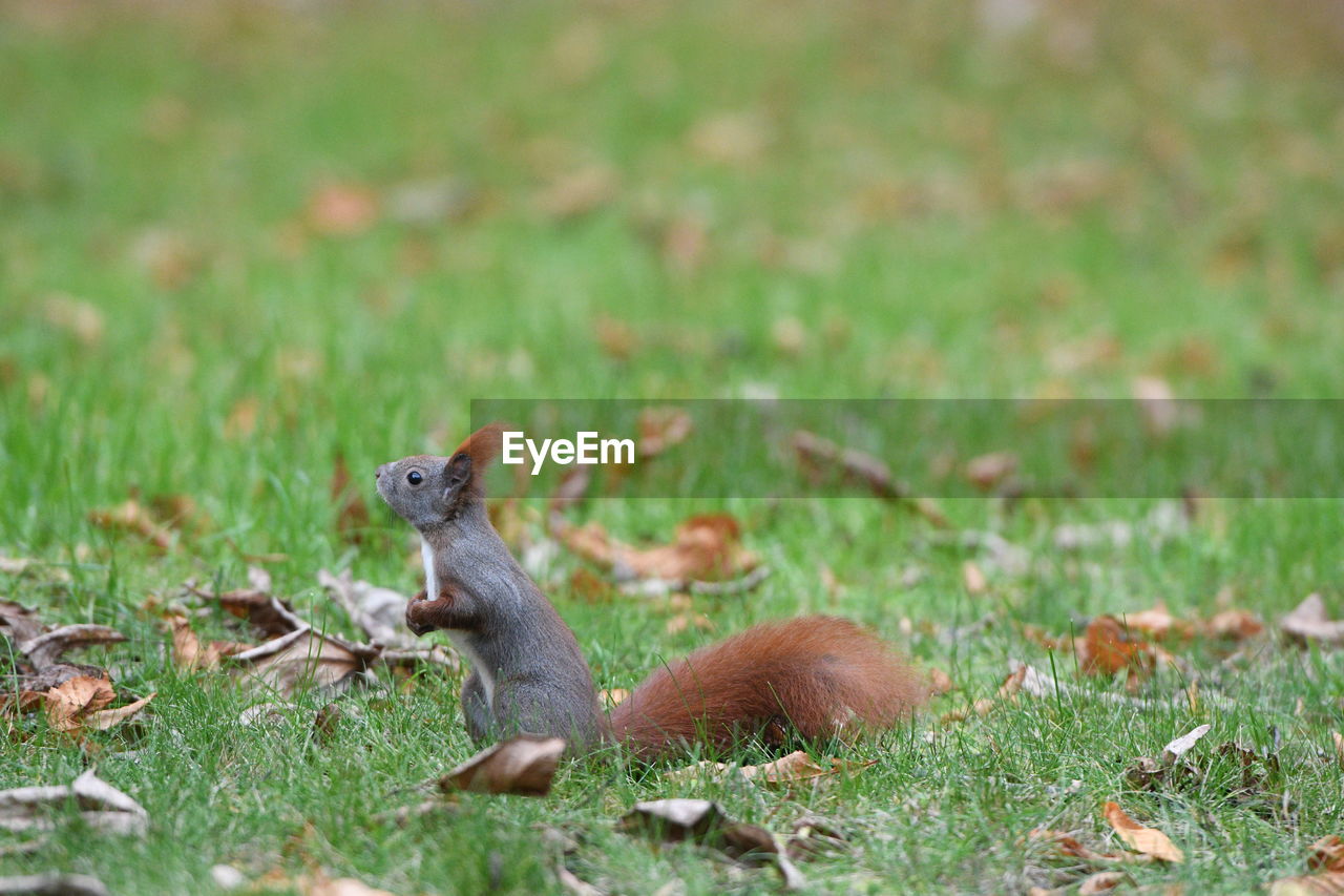 SQUIRREL ON GROUND