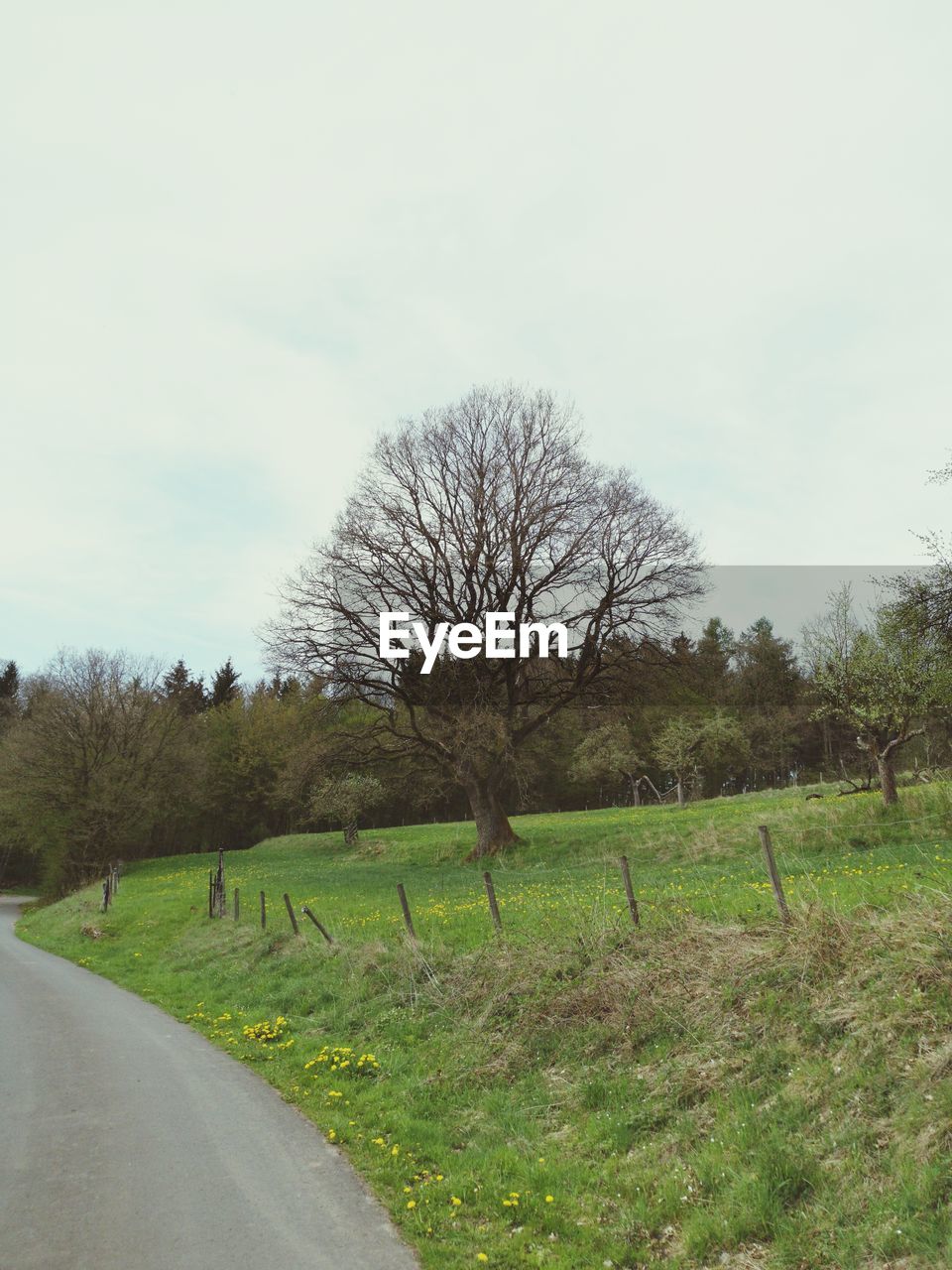 BARE TREE BY ROAD AGAINST SKY