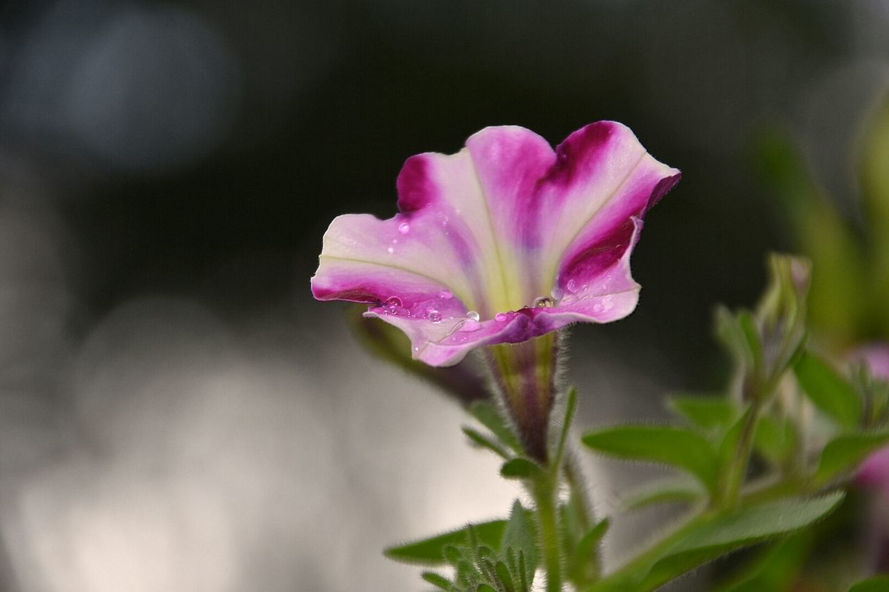 Close-up of pink flowers