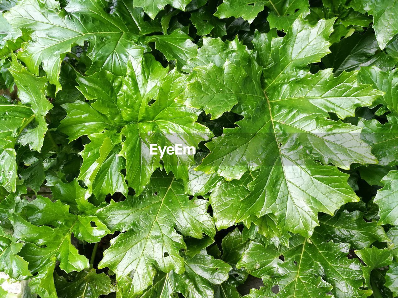 FULL FRAME SHOT OF LEAVES