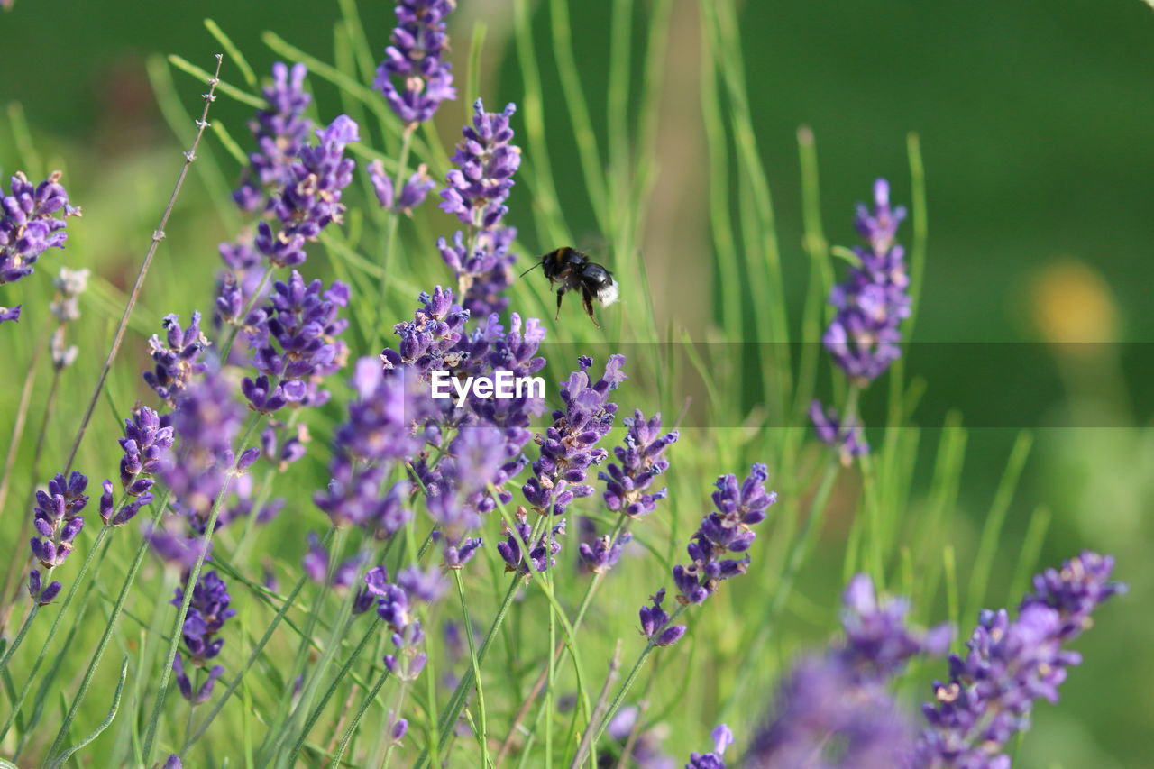 Close-up of bee pollinating on purple flowering plants