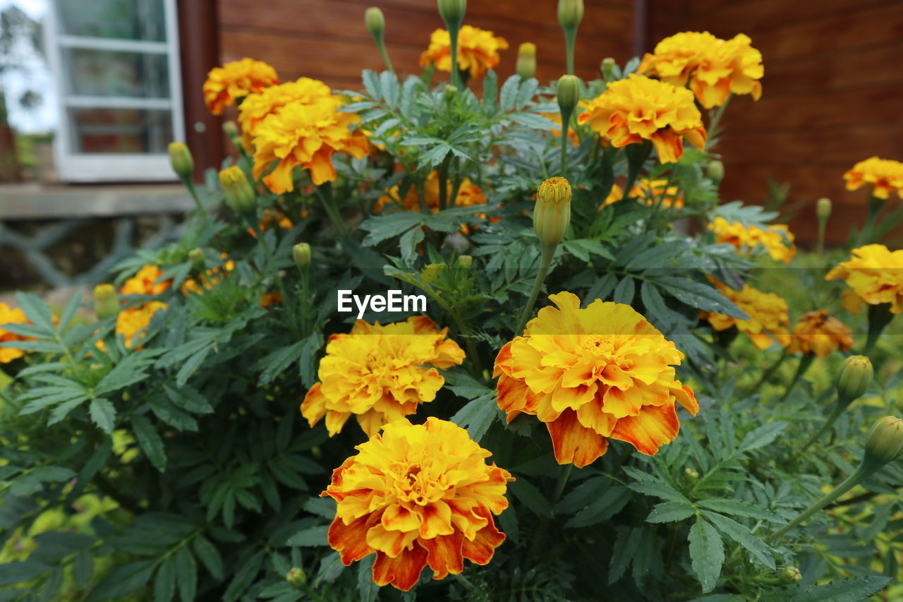 Close-up of yellow flowers