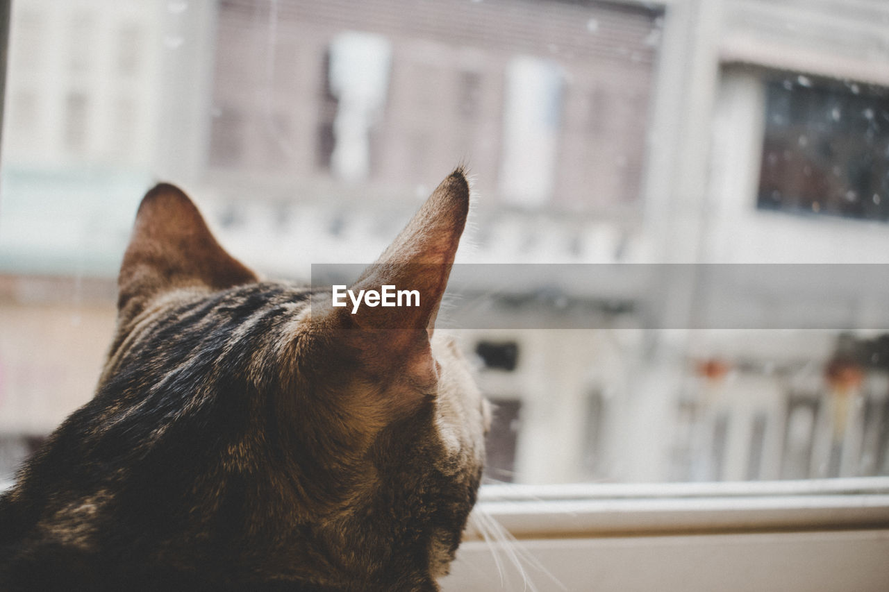 Close-up of a cat against blurred background