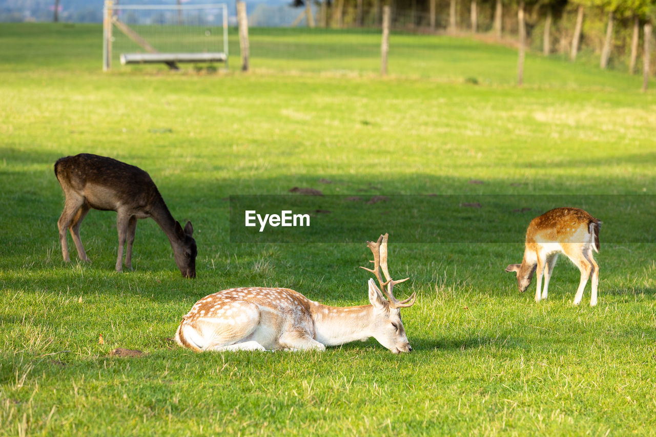 Side view of deer on field