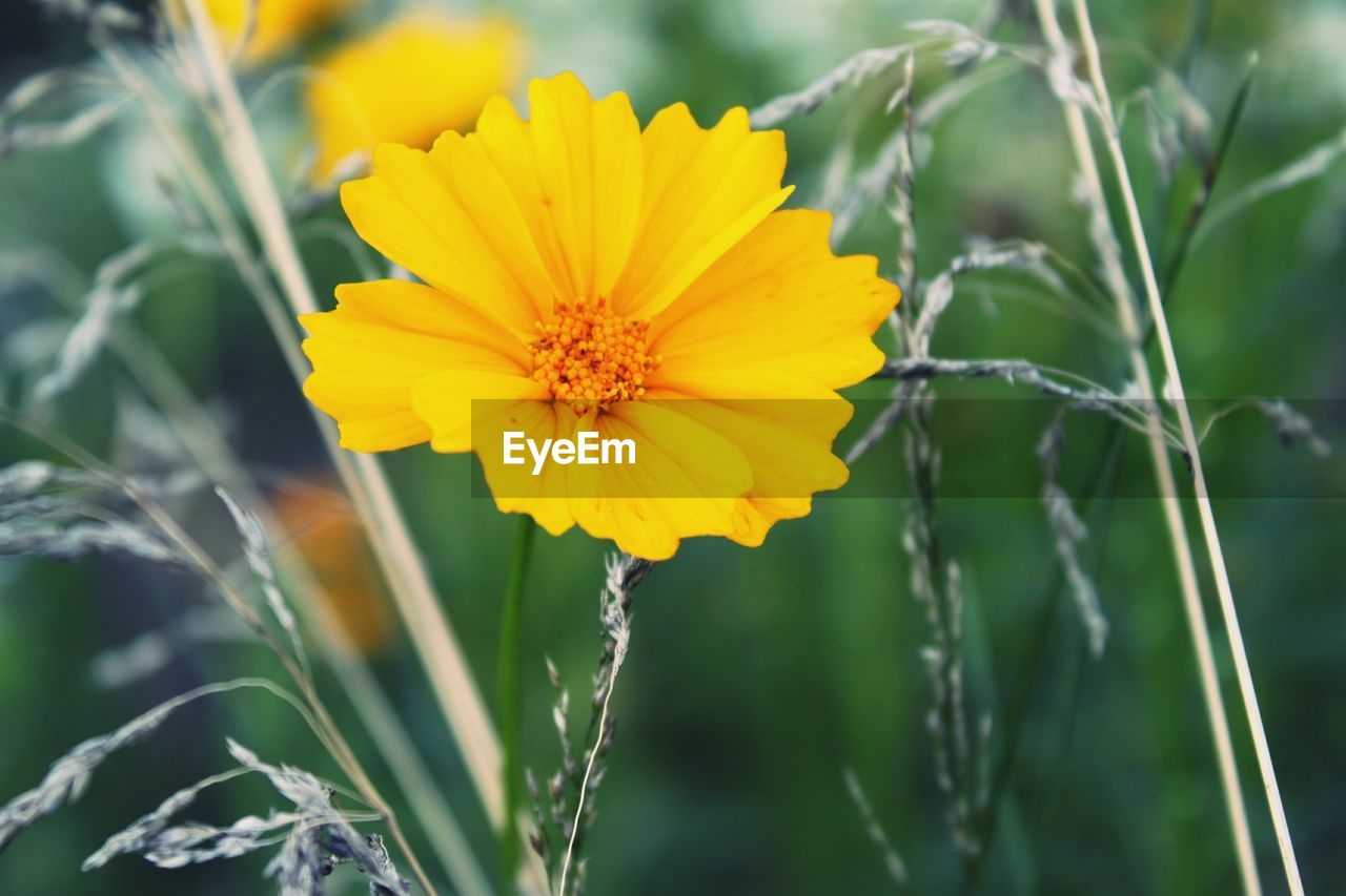 Close-up of yellow flower blooming outdoors