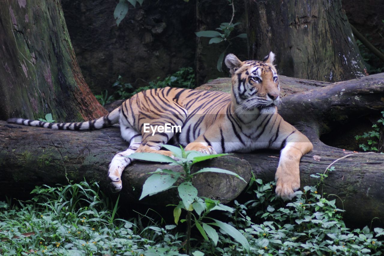 animal, tiger, animal themes, mammal, animal wildlife, wildlife, jungle, big cat, feline, zoo, cat, one animal, nature, tree, plant, relaxation, carnivora, striped, forest, felidae, no people, outdoors, resting, lying down, portrait, land, looking at camera, day