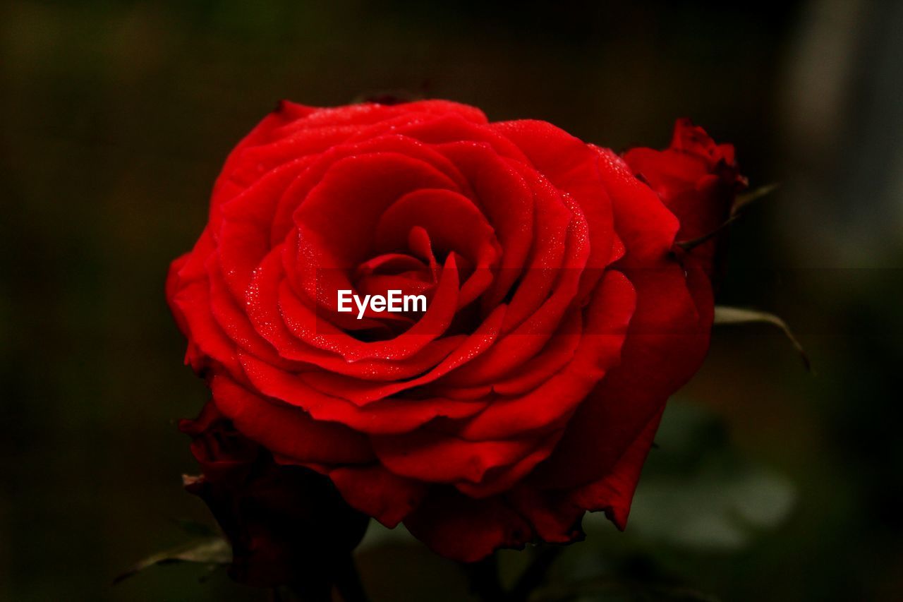 CLOSE UP OF RED ROSE FLOWER