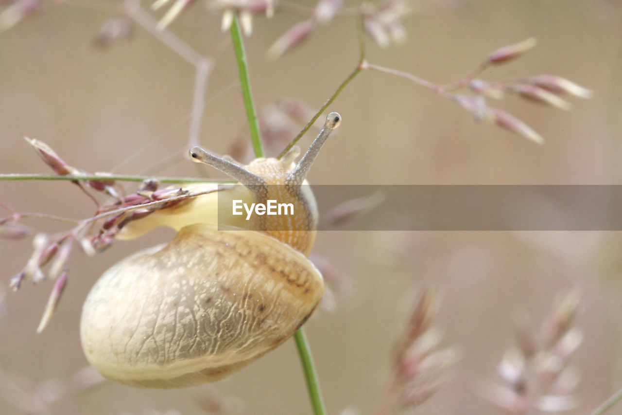 Close-up of snail on plant