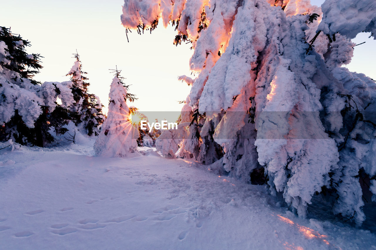 Snow covered land and trees against sky during sunset