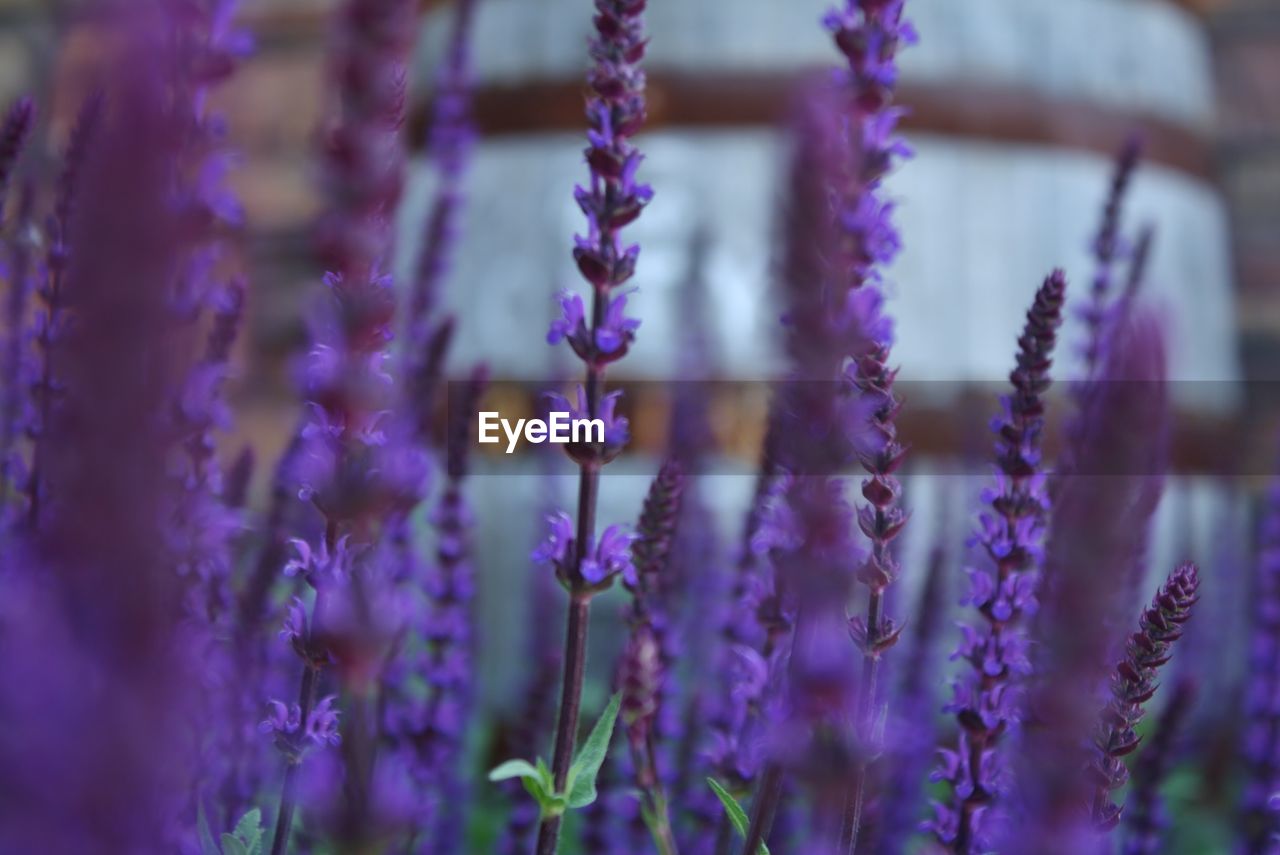 Close-up of purple lavender flowers