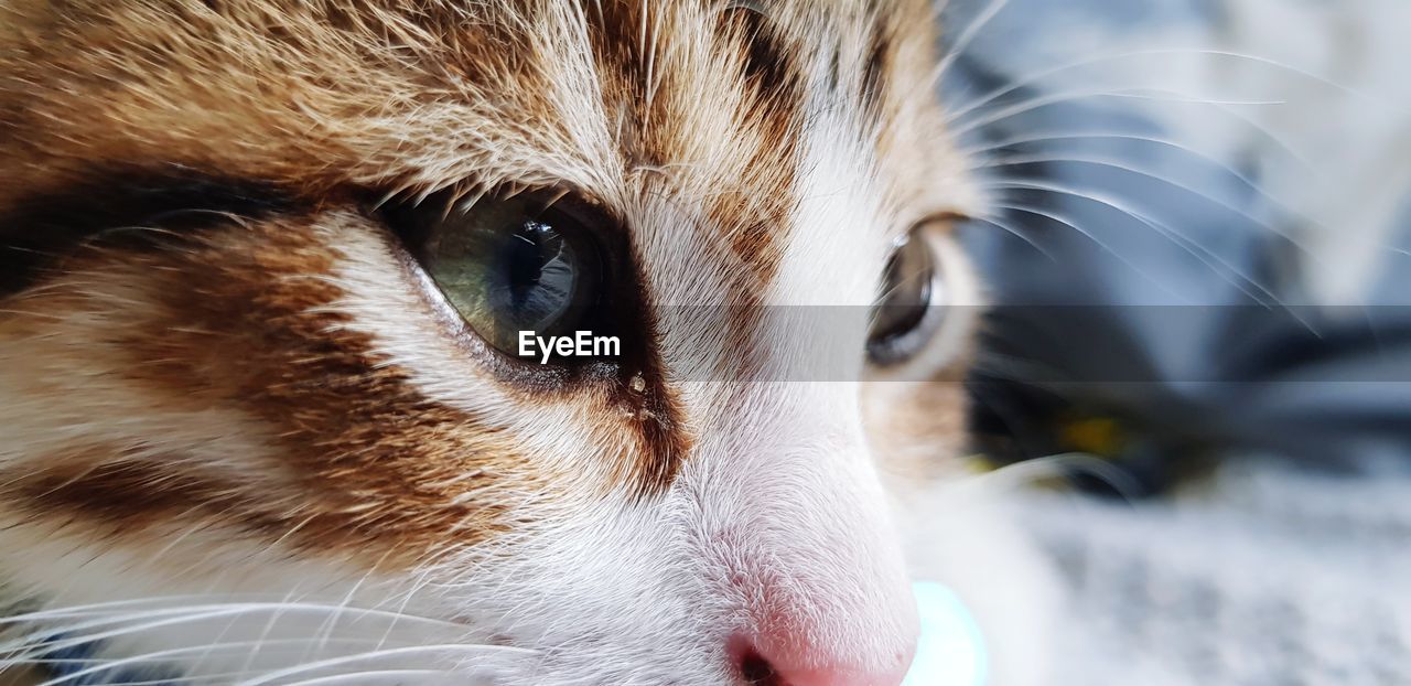 CLOSE-UP OF CAT EYE