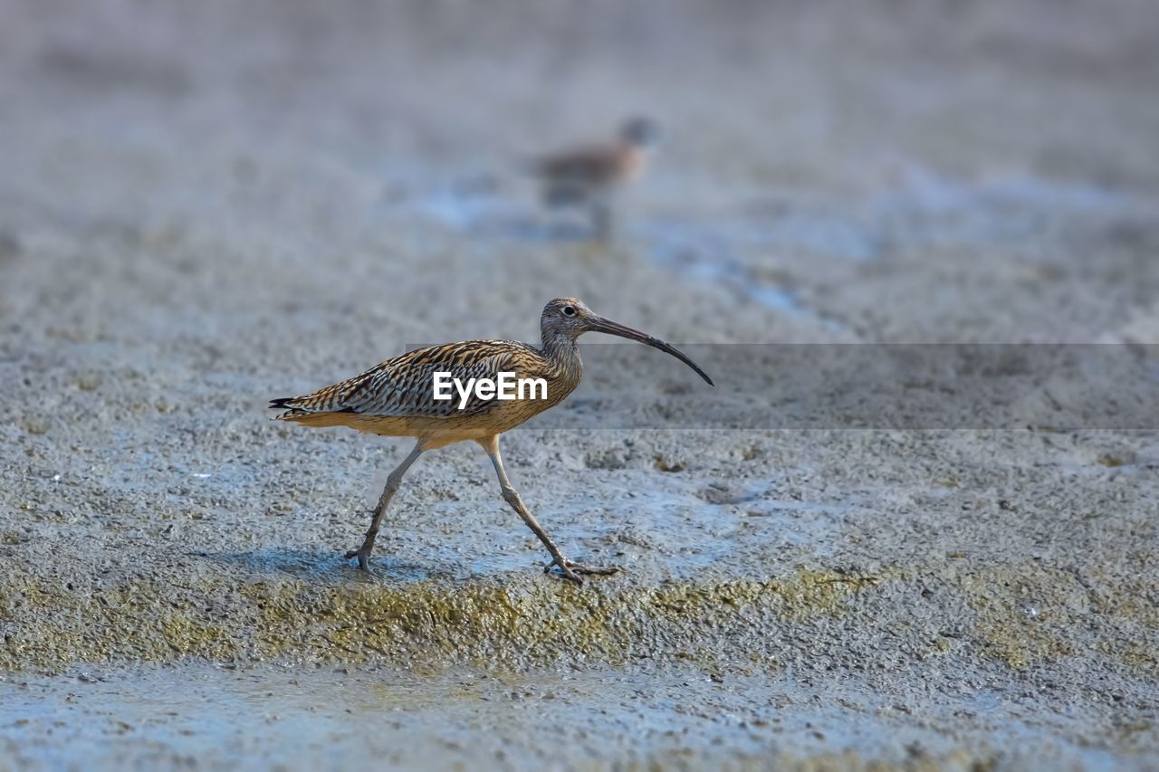 VIEW OF BIRD ON BEACH