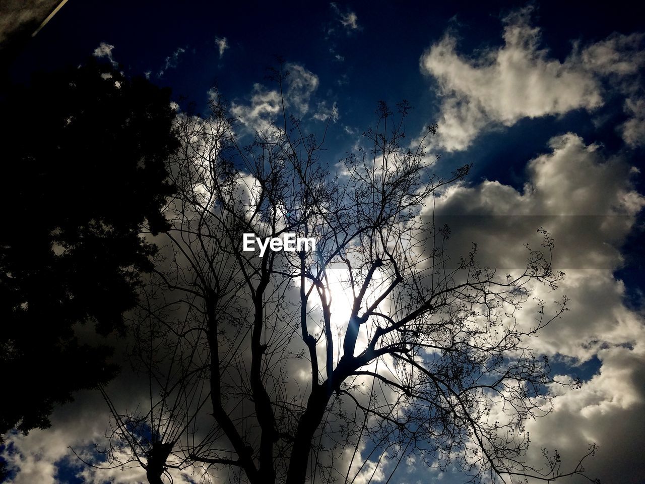 LOW ANGLE VIEW OF BARE TREES AGAINST SKY