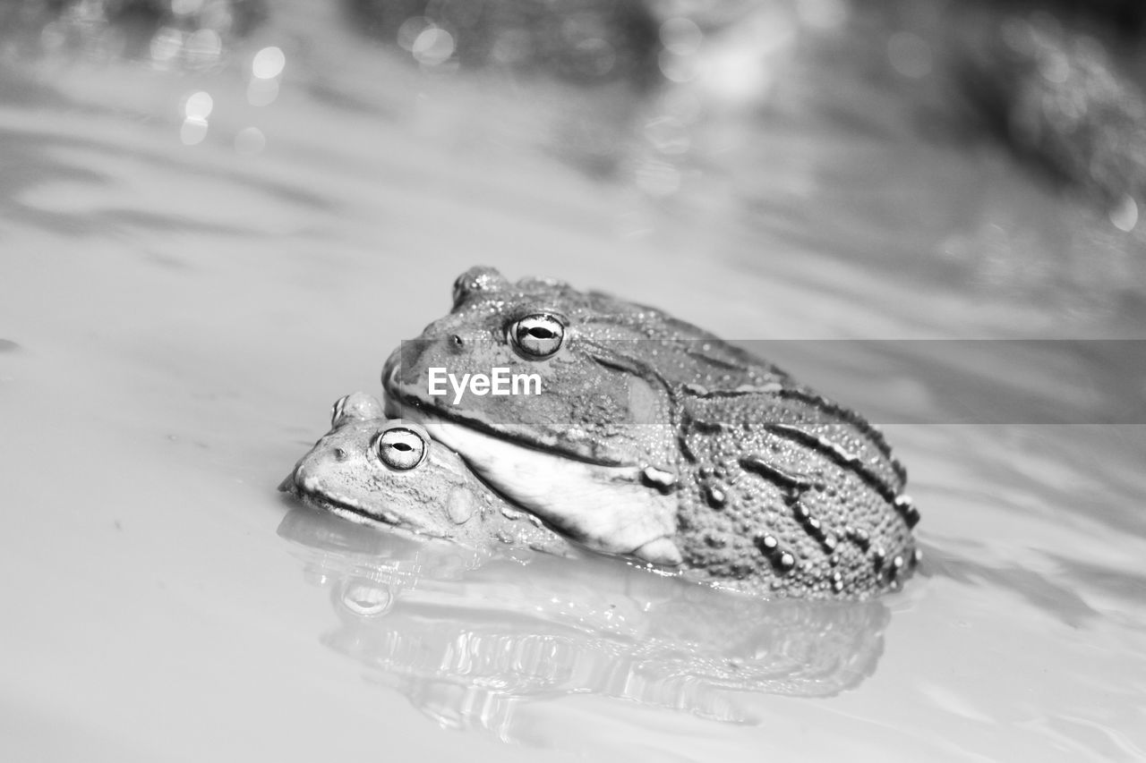 CLOSE-UP OF LIZARD IN WATER