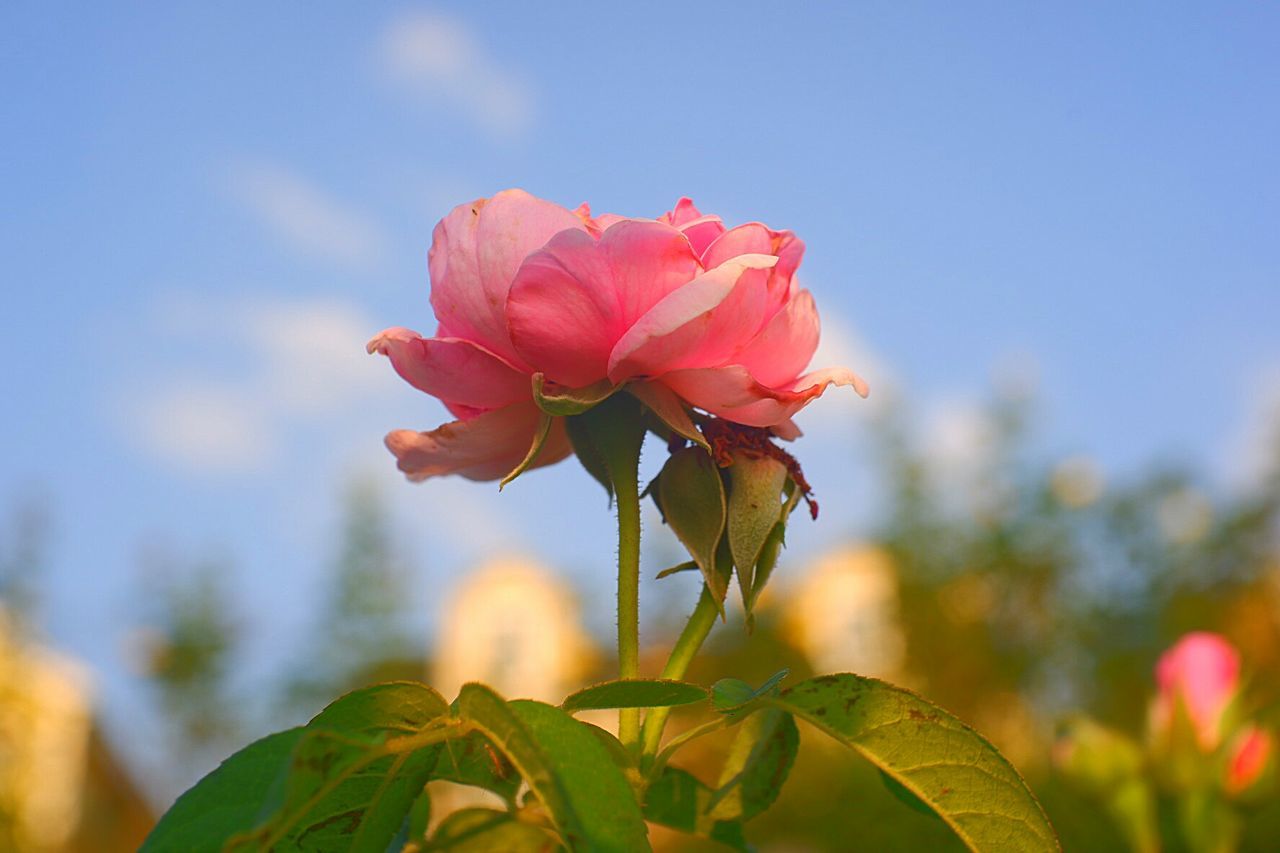 CLOSE-UP OF PINK ROSE PLANT