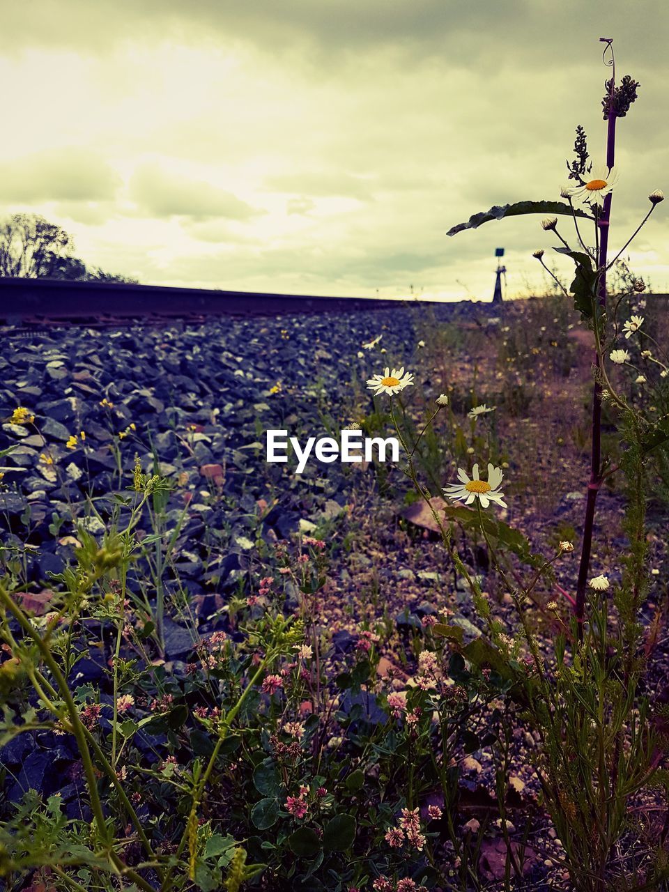 CLOSE-UP OF FLOWERS GROWING ON PLANT AGAINST SKY