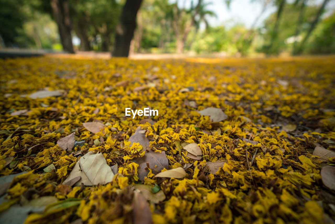 CLOSE-UP OF AUTUMN LEAVES FALLEN ON GROUND