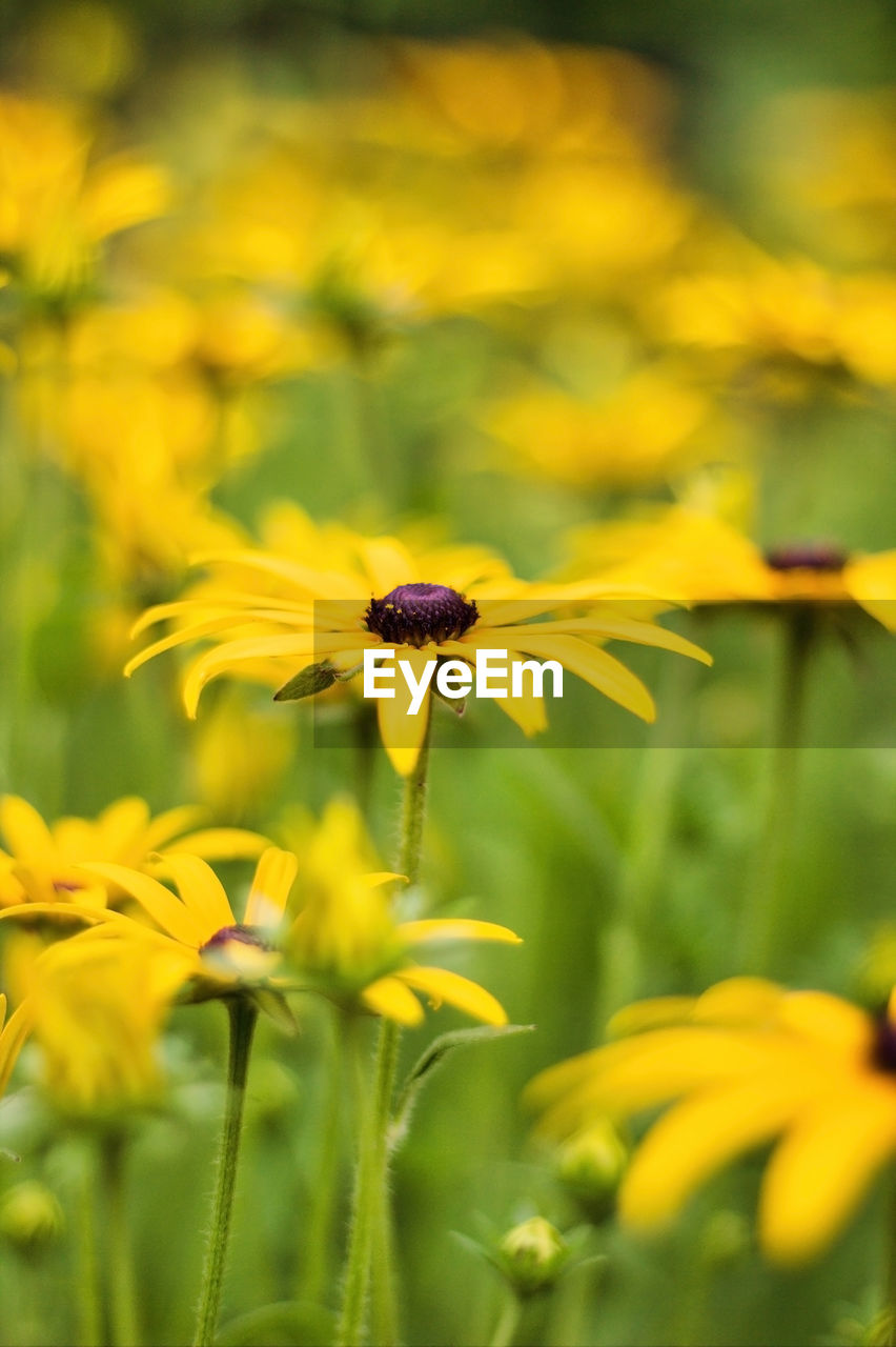 Black eyed susan also known as rudbeckia and cheery coreopsis perennials in a summer garden