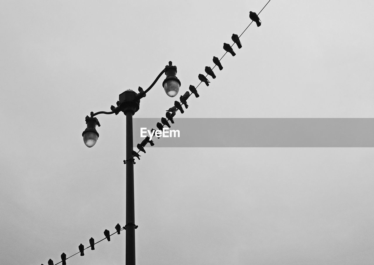 Low angle view of silhouette birds perching on cable and street light against clear sky