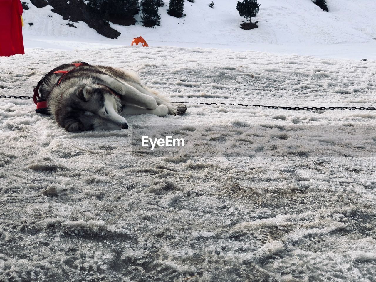 View of a dog on snow covered land