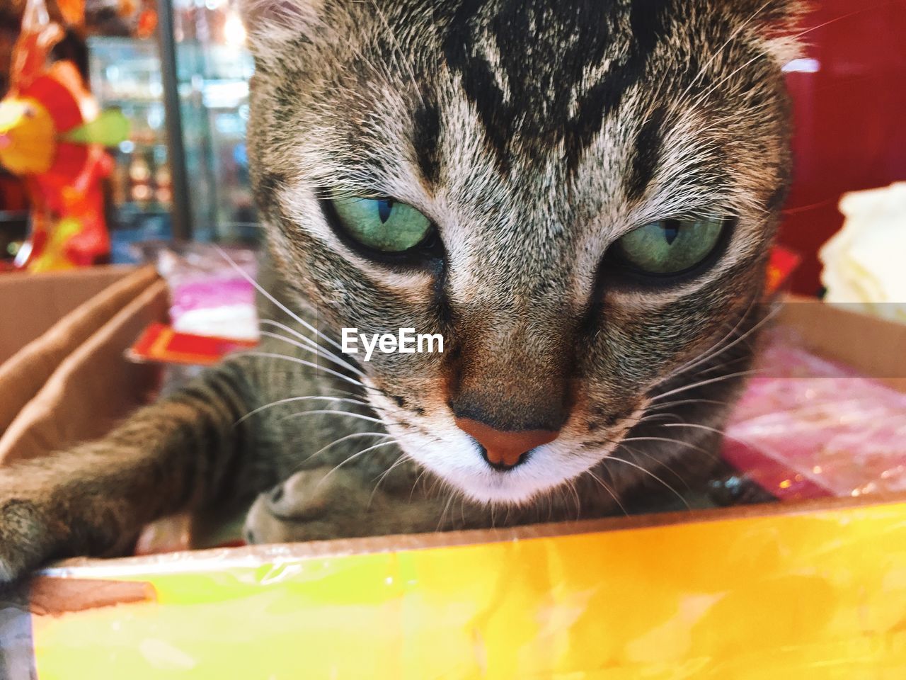 Close-up portrait of a cat