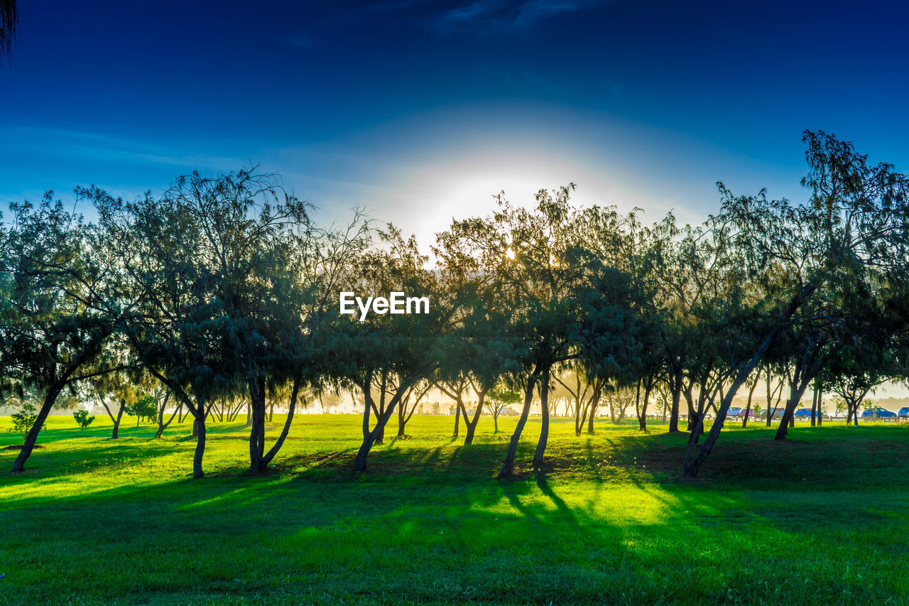 TREES ON LANDSCAPE AGAINST BLUE SKY