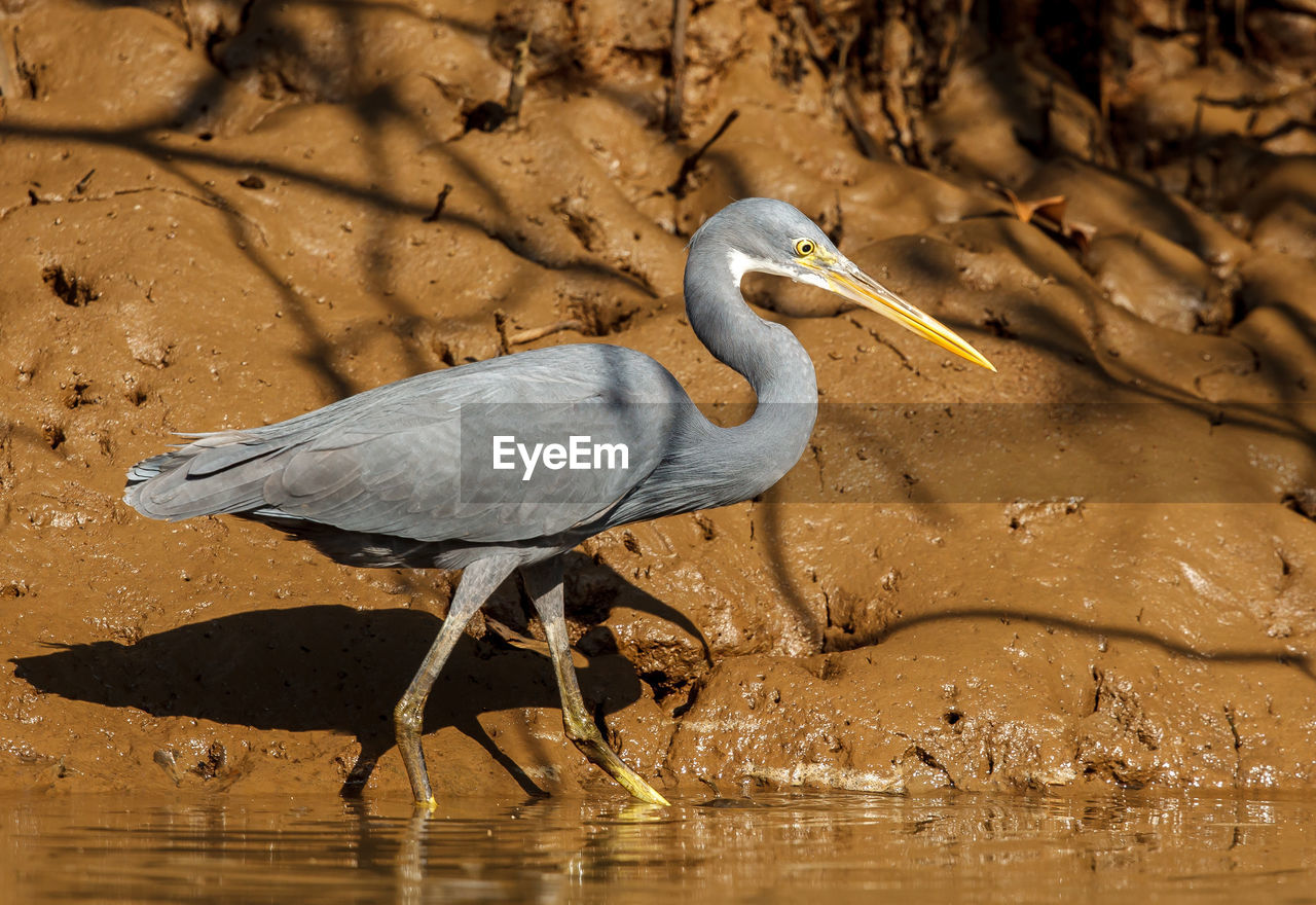 Side view of gray heron on lake