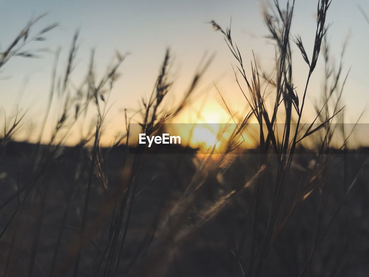 CLOSE-UP OF STALKS AGAINST SKY AT SUNSET