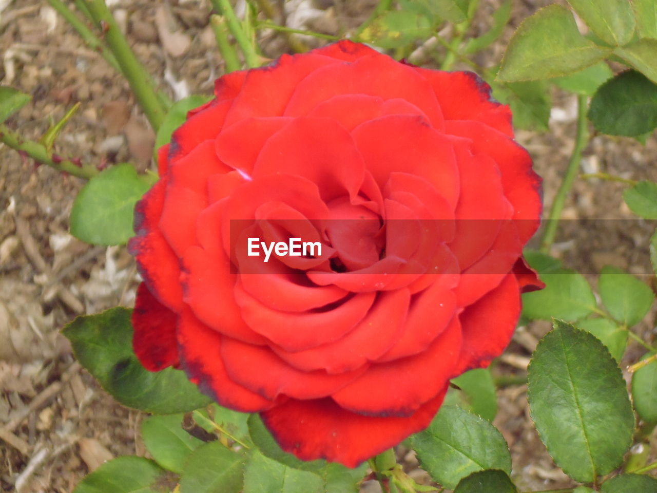 CLOSE-UP OF RED ROSE