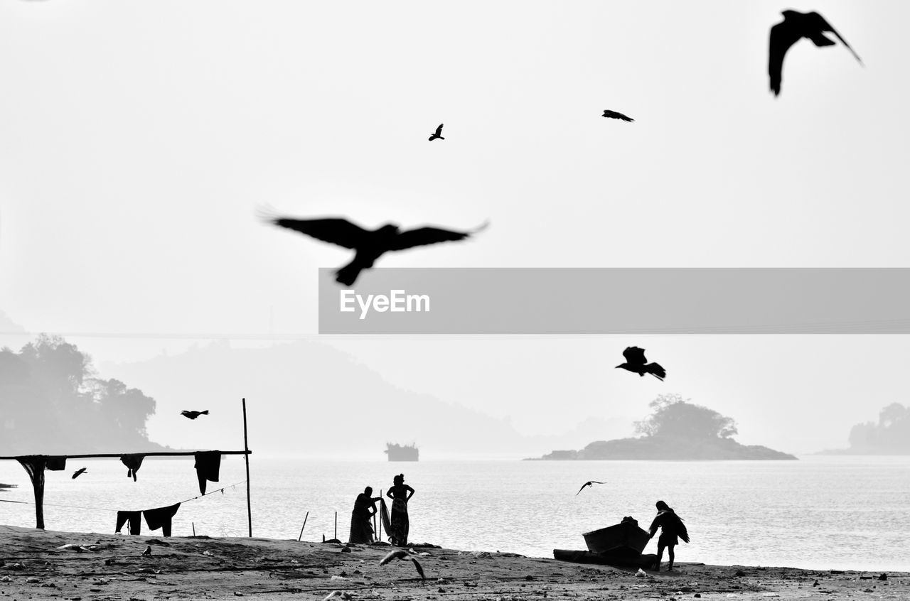 Silhouette birds flying over beach