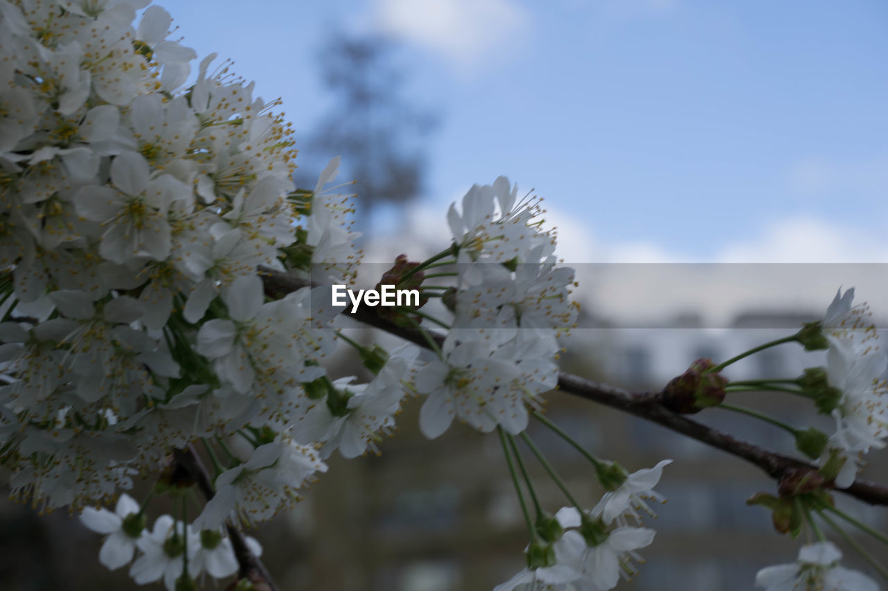 CLOSE-UP OF INSECT ON WHITE FLOWERS BLOOMING OUTDOORS