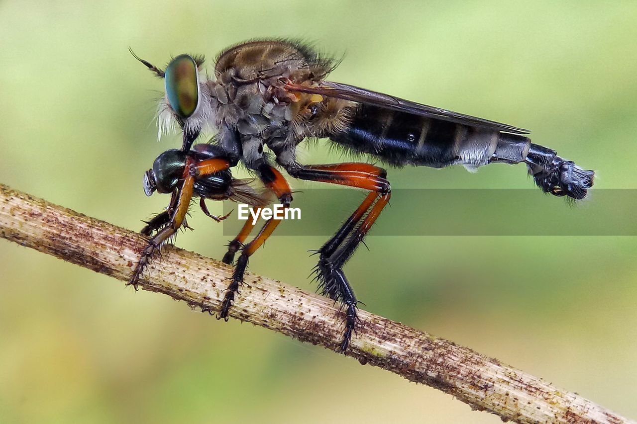 CLOSE-UP OF INSECT ON TREE