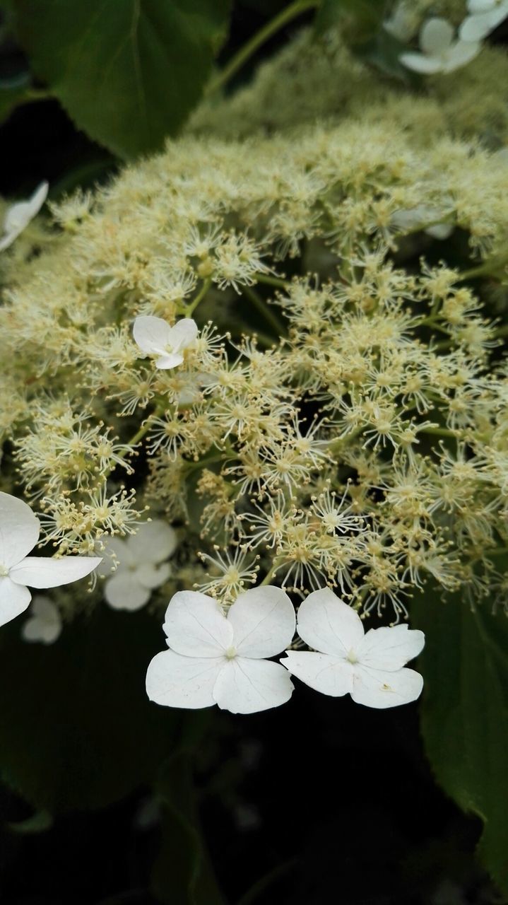 HIGH ANGLE VIEW OF WHITE FLOWERING PLANTS