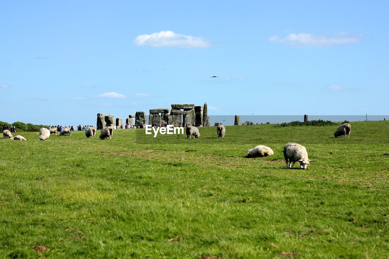 Sheep grazing on field against sky