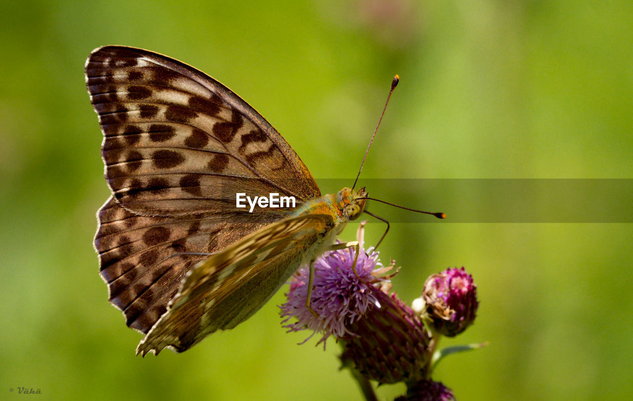 Close-up of butterfly pollinating on flower