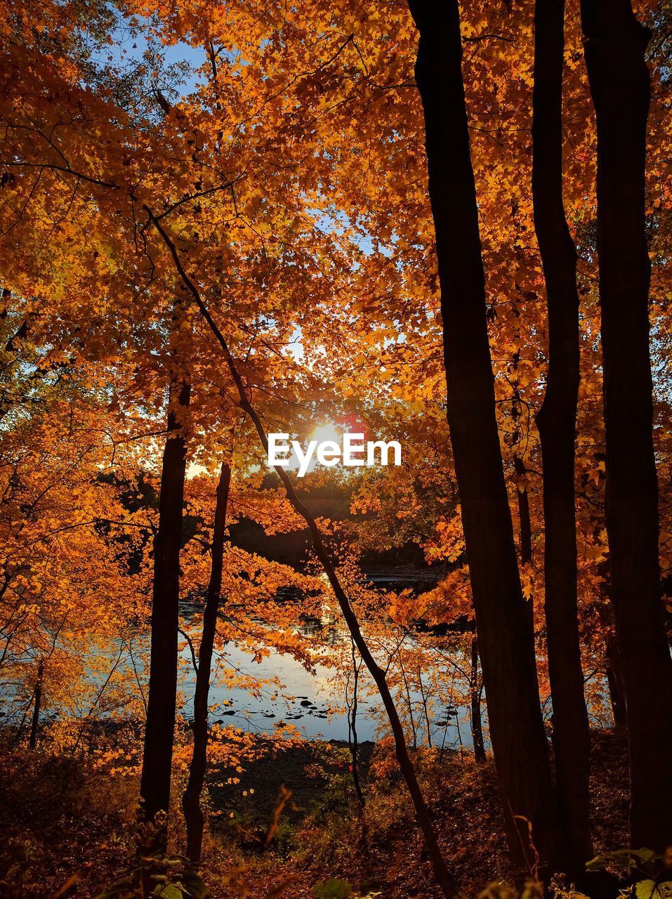 TREES IN FOREST AGAINST SKY DURING AUTUMN