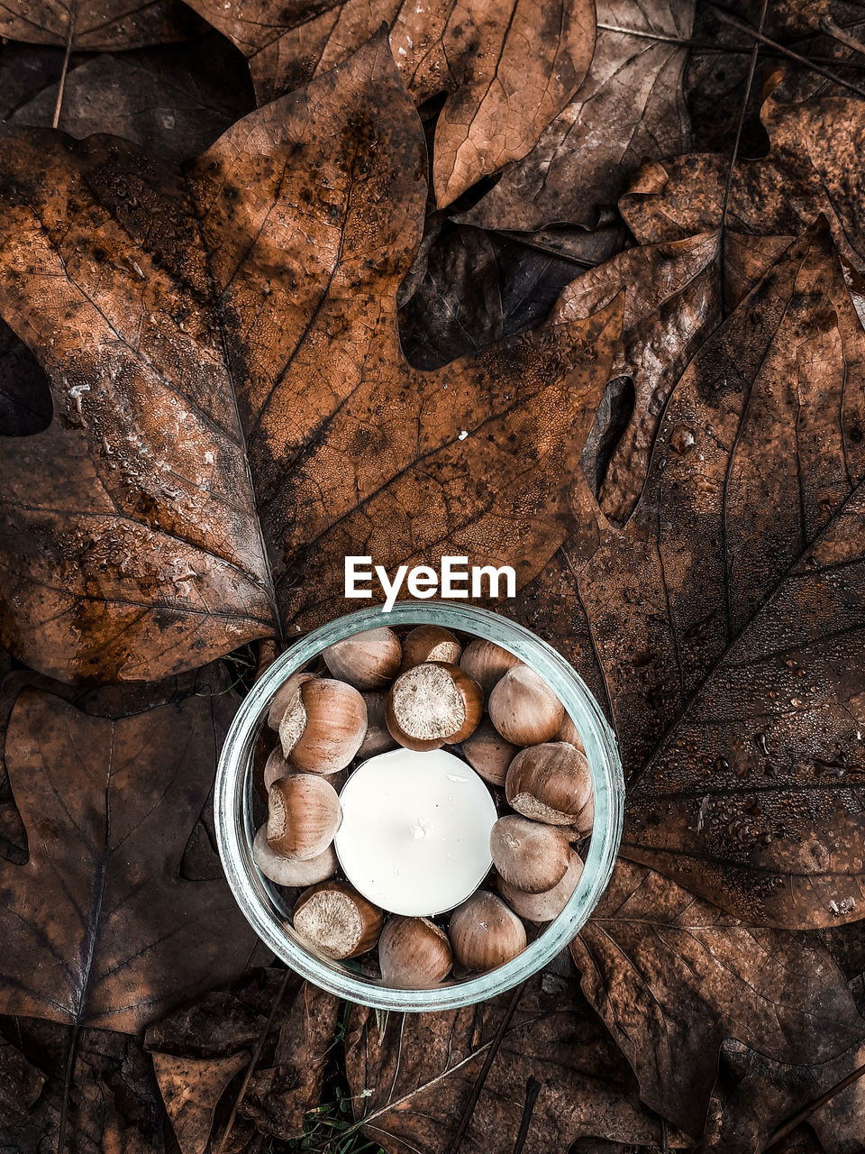 HIGH ANGLE VIEW OF SHELLS IN BOWL ON WOOD