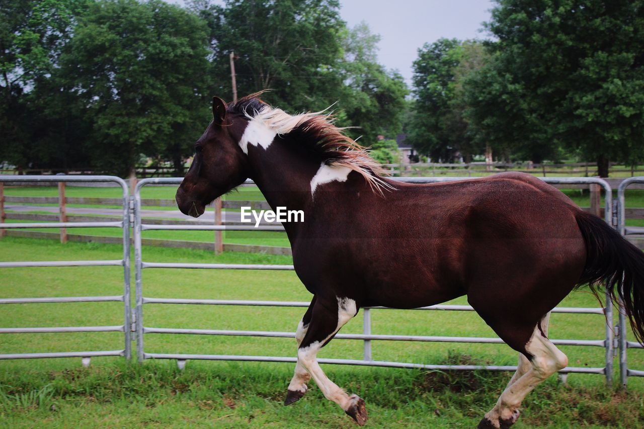 Horse standing on grassy field