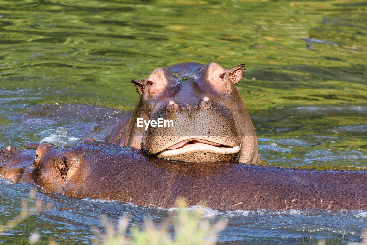 Portrait of two hippopotamuus swimming in river