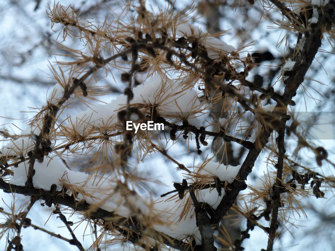 CLOSE-UP OF FLOWER TREES