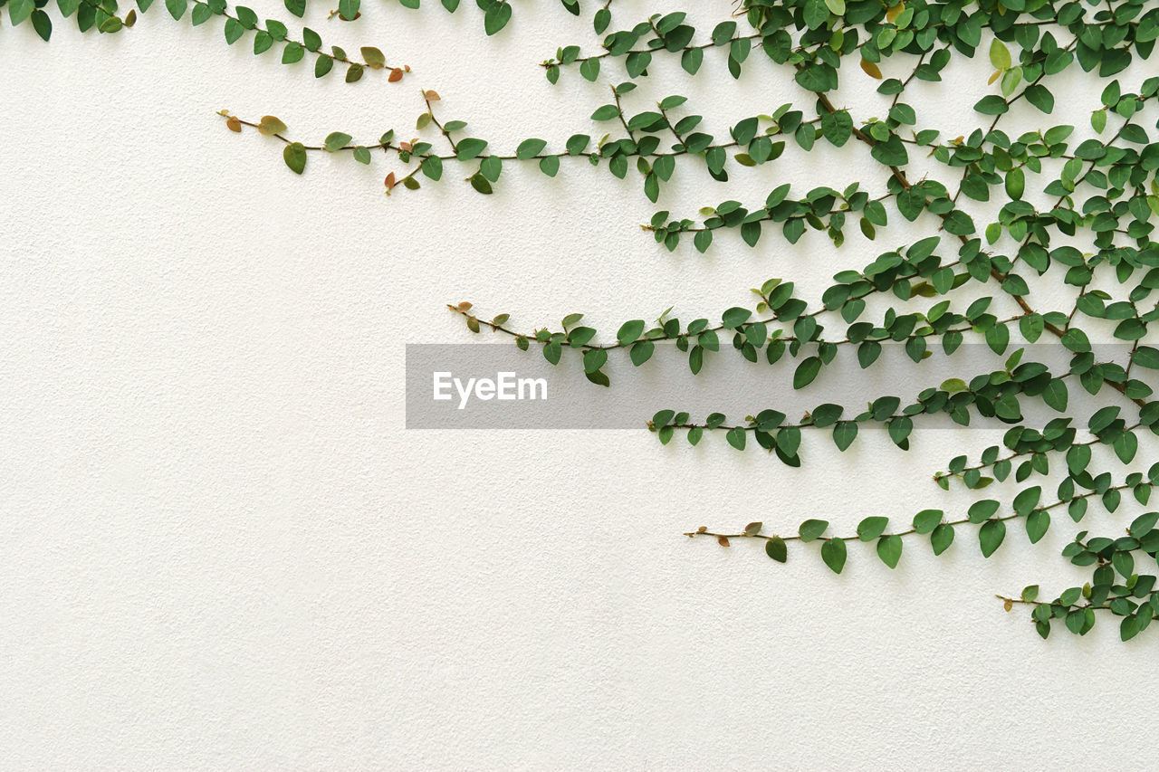 LOW ANGLE VIEW OF IVY AGAINST WALL