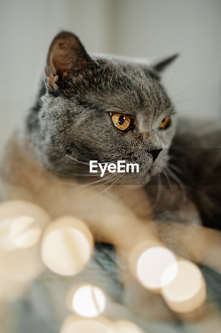 pet, cat, animal themes, animal, mammal, domestic animals, domestic cat, one animal, feline, close-up, whiskers, indoors, felidae, small to medium-sized cats, white, no people, looking, carnivore, animal body part, selective focus, portrait, animal hair, relaxation, gray, sitting