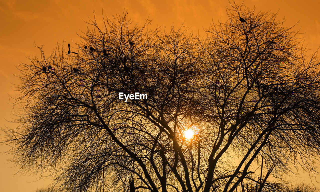LOW ANGLE VIEW OF SILHOUETTE BARE TREE AGAINST ORANGE SKY