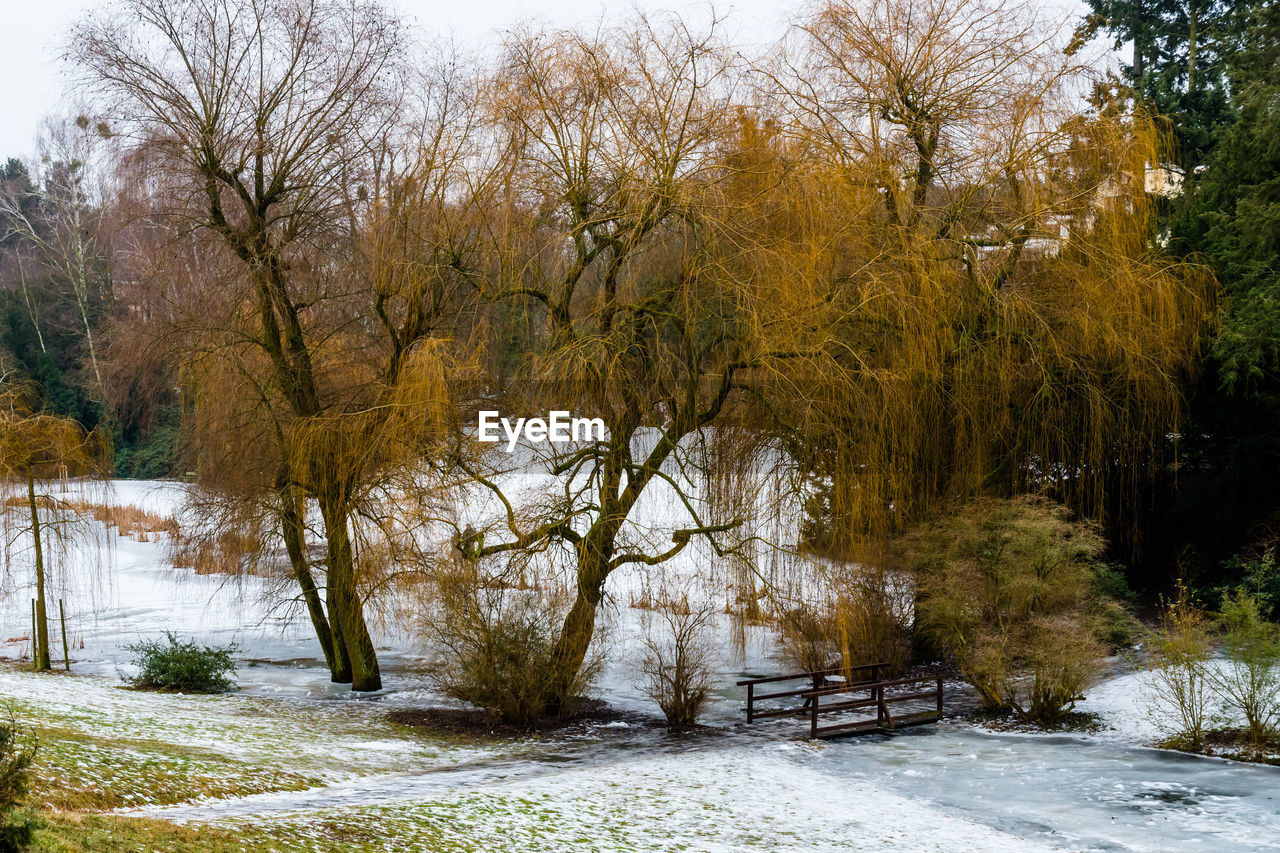 TREES IN WINTER