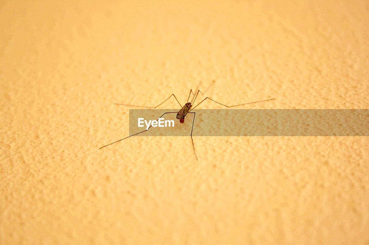 CLOSE-UP OF SPIDER ON WEB